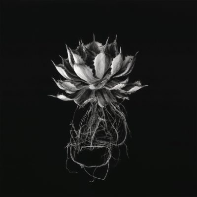 Agave Potatorum Kichijokan -12